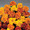 Marigold Seeds - French Aurora Mix