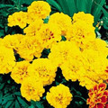 Marigold Seeds - French Aurora Gold