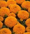 Marigold Seeds - African Marvel Orange