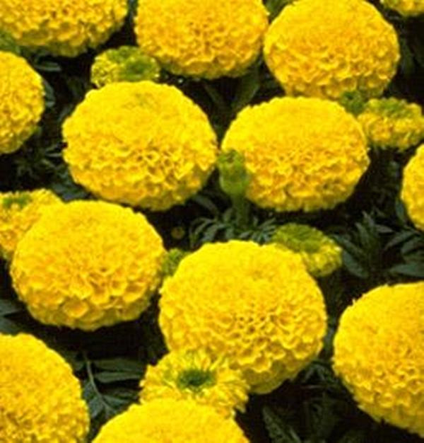 Marigold Seeds - African Marvel Yellow Annual Seed