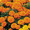 Marigold Lady Orange 