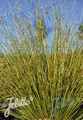 Ornamental Grass Seed - Carex Buchananii Green Twist