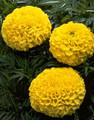 Marigold Seeds - African Lady First