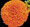 Marigold Seeds - African Jubilee Orange