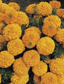 Marigold Seeds - African Inca II Orange