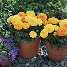 Marigold Seeds  African Inca II Mix