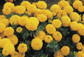 Marigold Seeds - African Inca II Gold