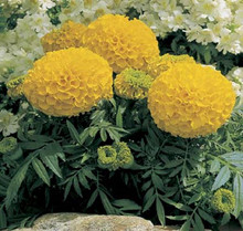 Marigold Seed - African Antigua Series Gold