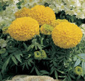 Marigold Seed - African Antigua Series Gold