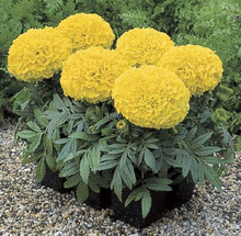 Marigold Seed -  African Antigua Yellow