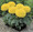 Marigold Seed -  African Antigua Yellow
