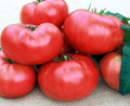 Mariannas Peace Heirloom Tomato