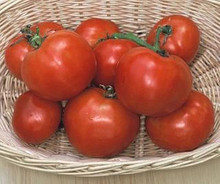 Manitoba Heirloom Tomato