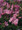 Malva Mallow Moschata Rosea
