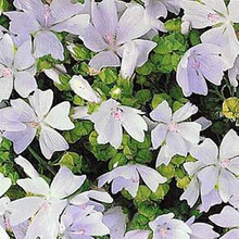 Malva Mallow Moschata Alba Dwarf Snow White