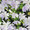 Malva Mallow Moschata Alba Dwarf Snow White
