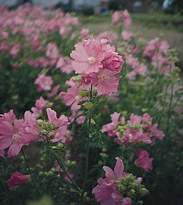 Malva Mallow Alcea Fastigiata Perennial Seeds