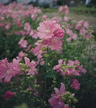 Malva Mallow Alcea Fastigiata