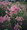 Malva Mallow Alcea Fastigiata