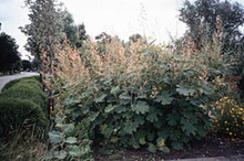 Macleaya Plume Poppy Or Bocconia Cordata