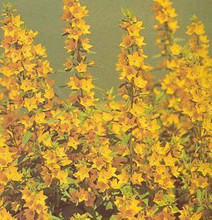 Lysimachia Punctata