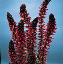 Lysimachia Atropurpurea Beaujolais