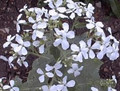 Lunaria Money Plant Annua Sissinghurst White