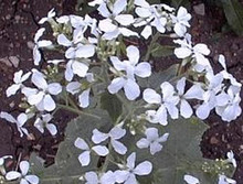 Lunaria Money Plant Annua Sissinghurst White