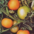 Longkeeper Gold Heirloom Tomato