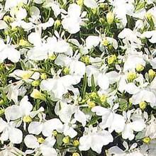 Lobelia Riviera Series White