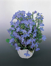 Lobelia Riviera Series Sky Blue