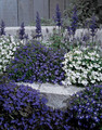 Lobelia Riviera Series Mix