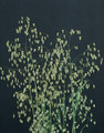 Ornamental Grass Seed - Briza Minor Little Quaker