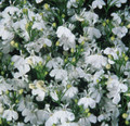 Lobelia Palace Series White