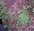 Ornamental Grass Seed - Brachypodum Sylvaticum