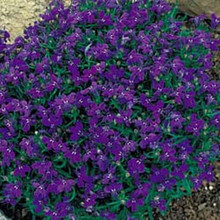 Lobelia Moon Blue