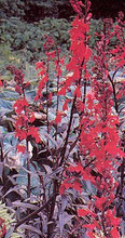 Lobelia Fulgens Queen Victoria