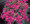 Lobelia Fountain Series Rose