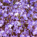 Lobelia Fountain Sereis Blue