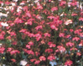 Lobelia  Fountain Series Crimson