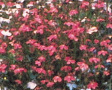 Lobelia  Fountain Series Crimson