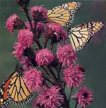 Liatris Blazing Star Ligulistylus