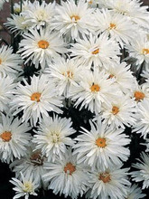 Leucanthemum Shasta Daisy Maximum Crazy Daisy