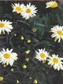 Leucanthemum Shasta Daisy Vulgare May Queen