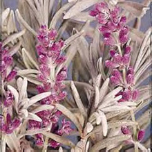 Herb Seeds - Lavender Lavender Lady