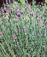 Herb Seeds - Lavender Spica