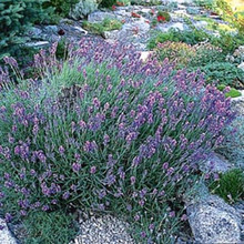 Lavandula Angustifolium Hidcote Superior