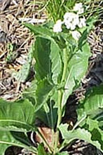 Kuhnia Eupatorioides