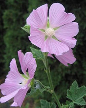 Lavatera Cashmeriana