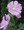 Lavatera Cashmeriana